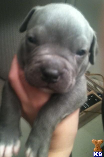 American Pit Bull Puppies in TX