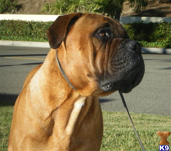 Stud Dogs - Bullmastiff