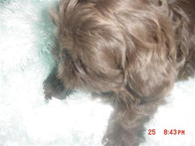 Puppies in ID