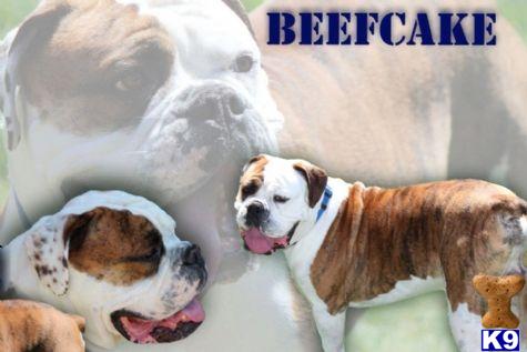 Stud Dogs - Old English Bulldog