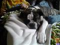 Old English Bulldog