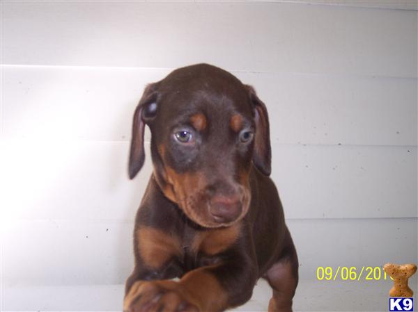 Doberman Pinscher Puppies for Sale