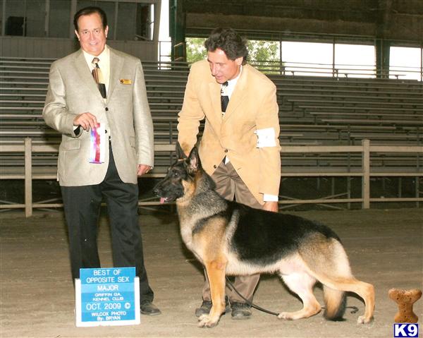 Stud Dogs - German Shepherd