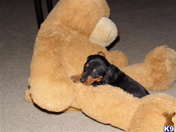 Dachshund Puppies