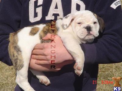 Puppies in Marysville