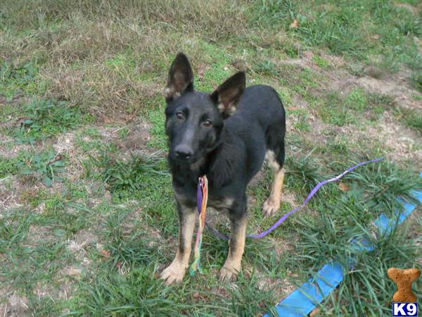 Puppies for Sale