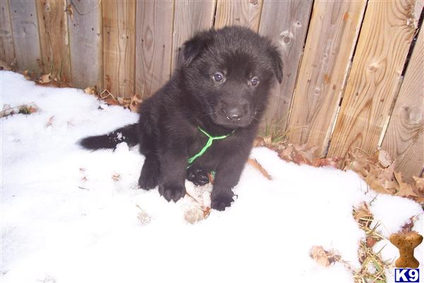 Puppies for Sale