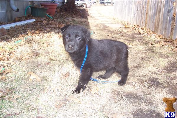 Puppies for Sale