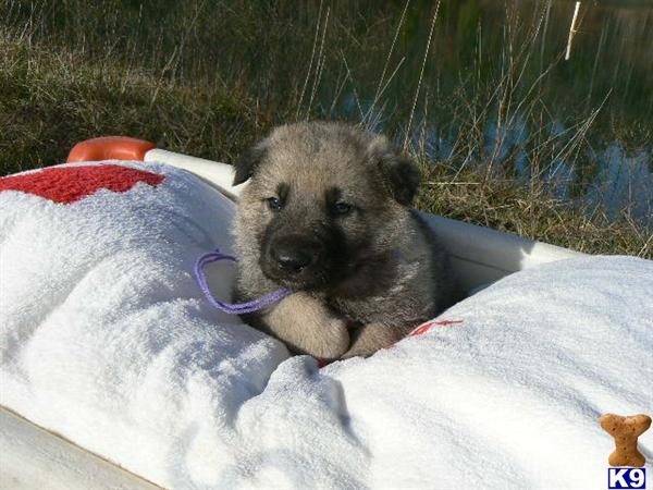 Puppies in MO