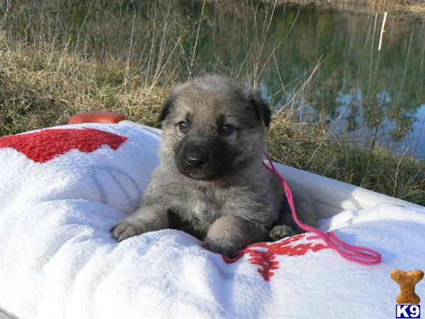 Puppies in MO
