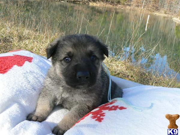 Puppies for Sale