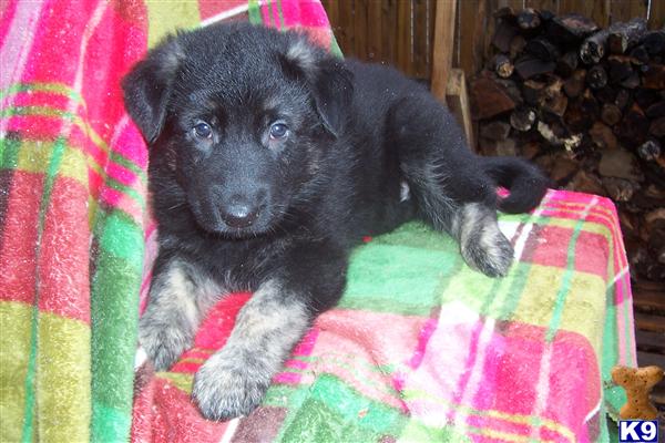 Puppies in MO