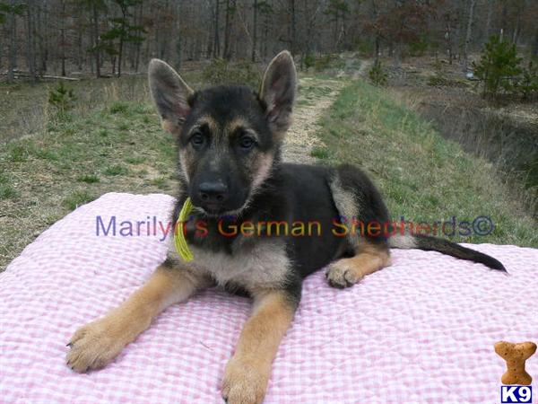 Puppies in MO