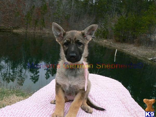 Puppies in MO