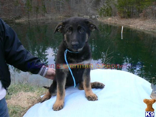 Puppies in MO