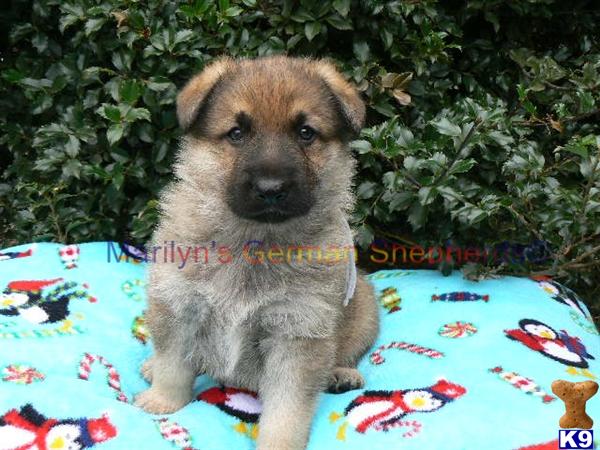 german shepherd puppies missouri german shepherds missouri breeds picture german shepherd puppies missouri german shepherds missouri breeds picture