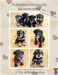 Miniature Schnauzer
