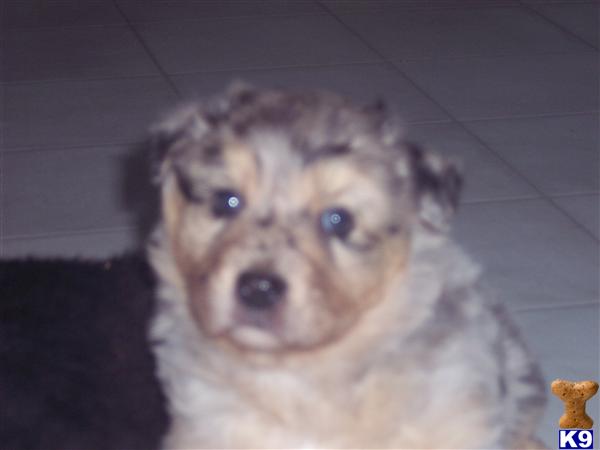 Puppies in Gobles