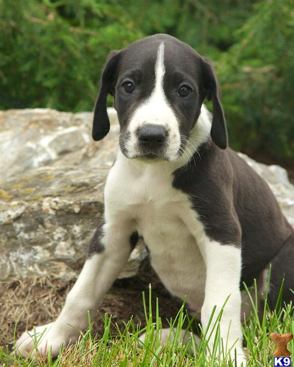 LANCASTER, PA USA Great DanePuppies for Sale