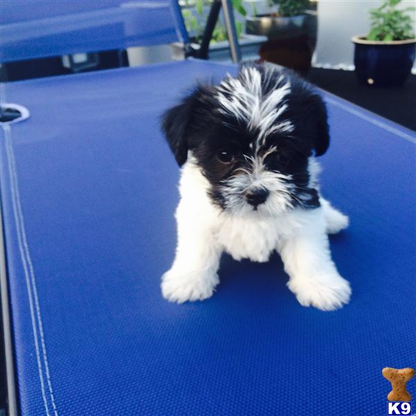 maltese puppies for sale in ma document moved maltese puppies for sale in ma document moved