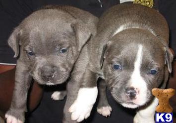 Staffordshire Bull Terrier Puppies