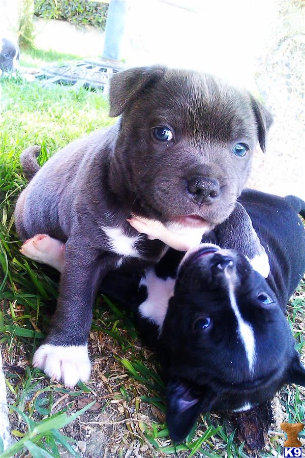 Staffordshire Bull Terrier Puppies