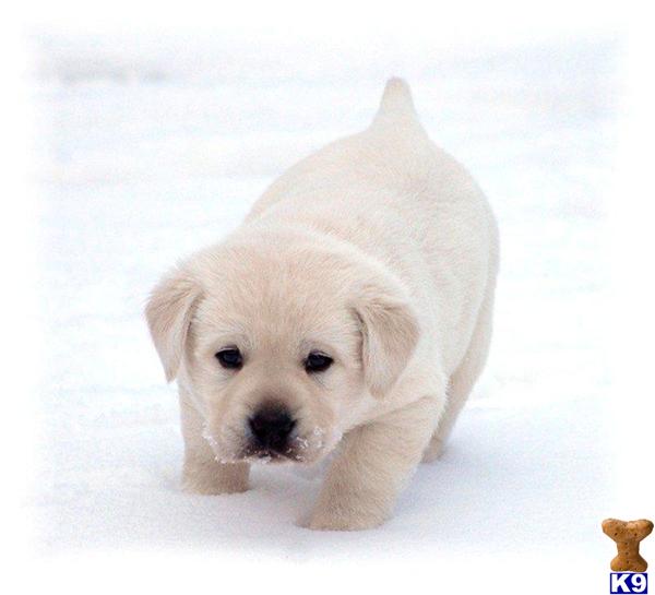 Puppies in MN