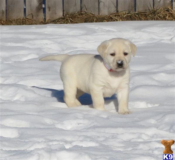 Puppies in MN