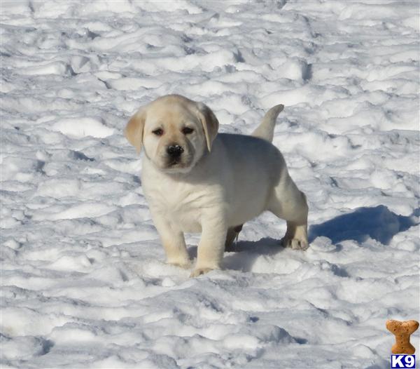 Puppies in MN