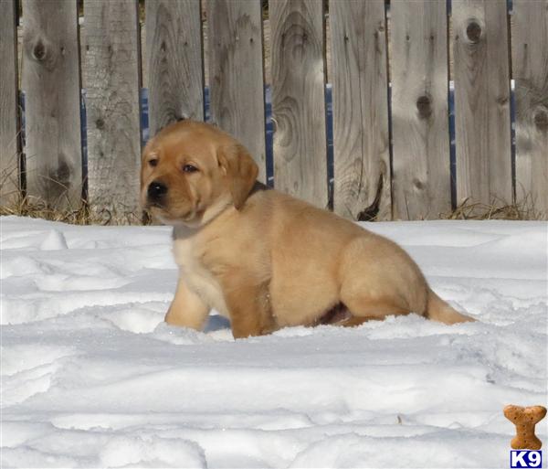 Puppies in MN