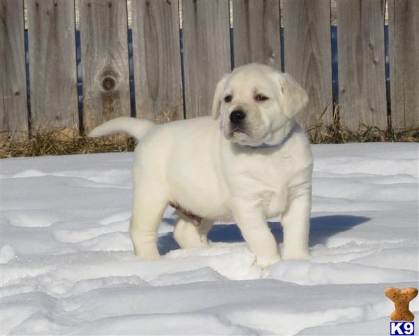 Puppies in MN