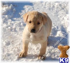 Puppies in MN