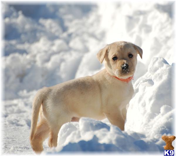 Puppies in MN
