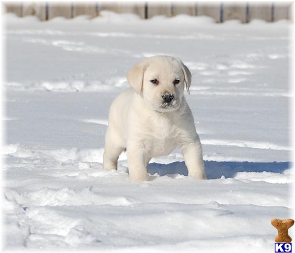 Puppies in MN