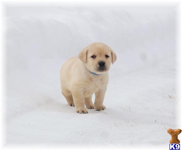 Puppies in MN