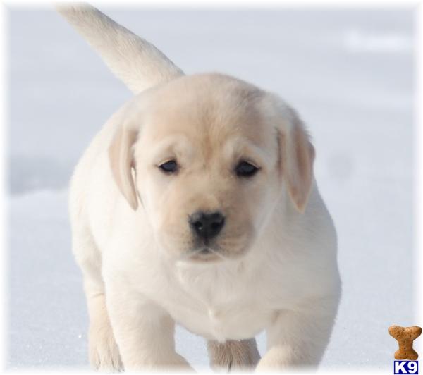 Puppies in MN