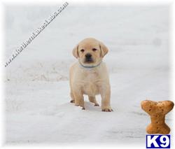 Puppies in MN