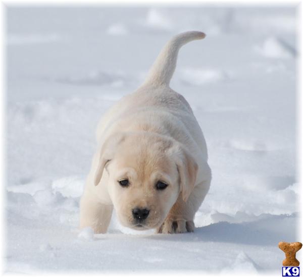 Puppies in MN