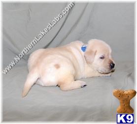 Puppies in MN