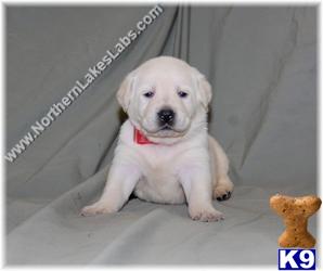 Puppies in MN