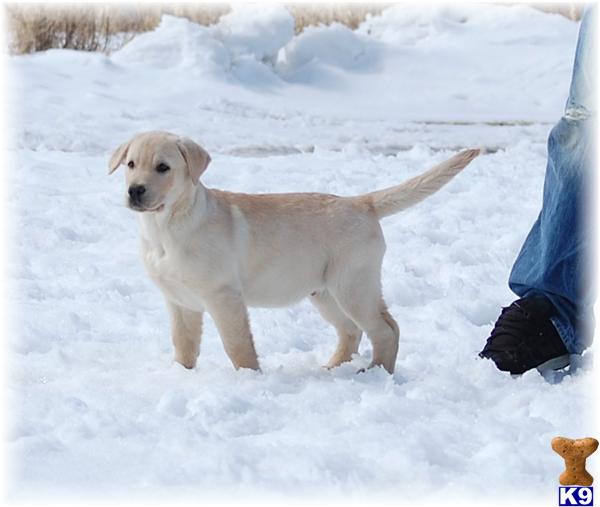 Puppies in MN