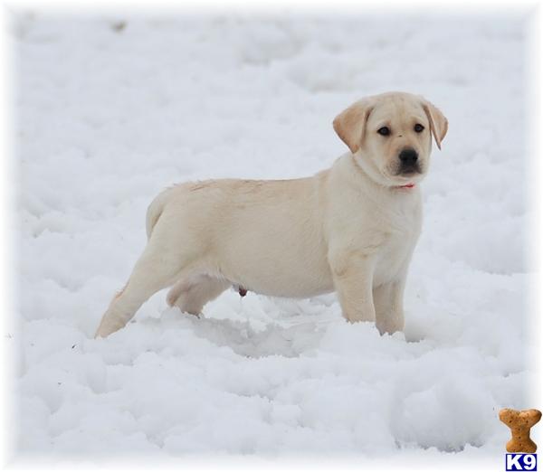 Puppies in MN
