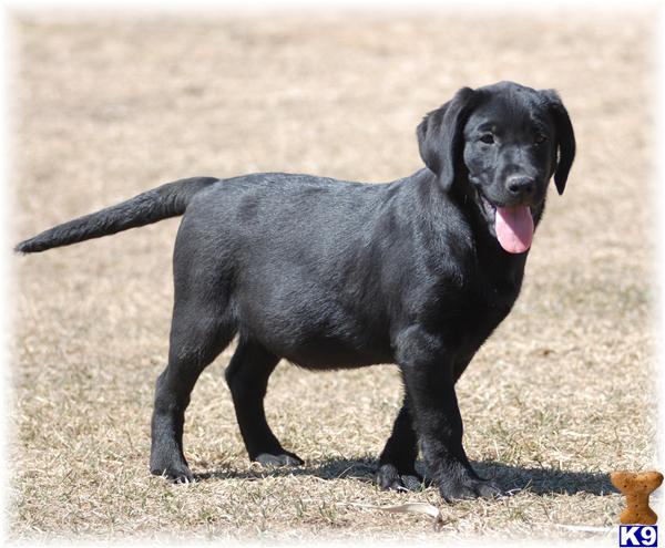 Puppies in MN