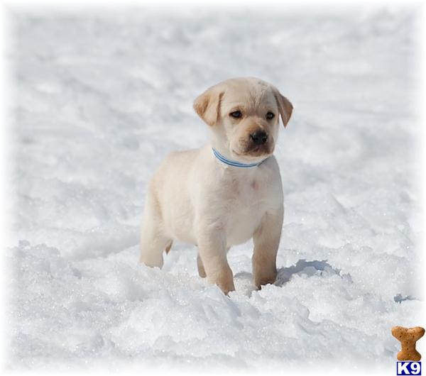Puppies in MN