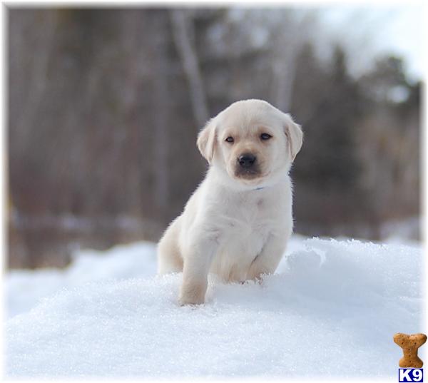 Puppies in MN