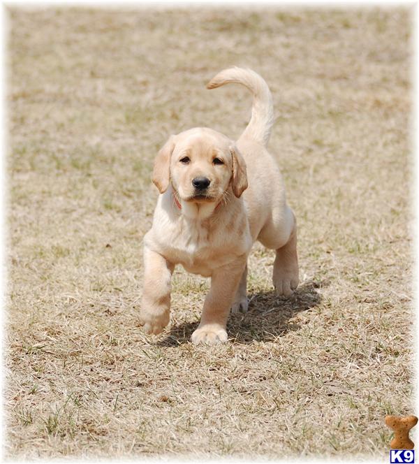 Puppies in MN