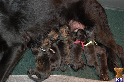 Puppies in NE
