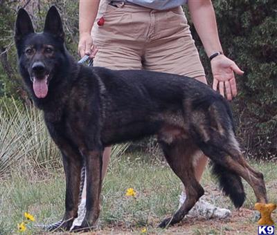 Stud Dogs - German Shepherd