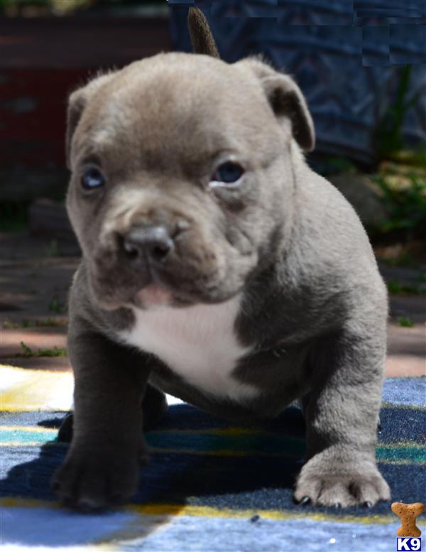 Puppies in CA