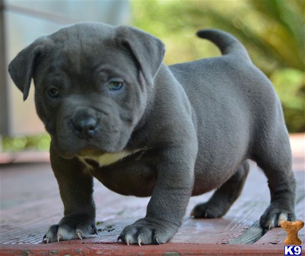 Puppies in CA